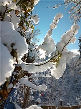 A charming winter landscape with snow-covered branches. The clear blue sky creates a fresh atmosphere.