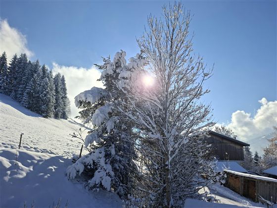 Eine winterliche Landschaft mit schneebedeckten Bäumen und einem klaren blauen Himmel. Die Sonne strahlt durch die Zweige und sorgt für eine helle Atmosphäre.