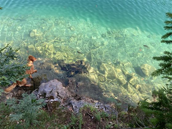 Ein klarer See mit grünlichem Wasser und sichtbarem Steingrund. Ein Hund steht am Ufer und blickt ins Wasser.