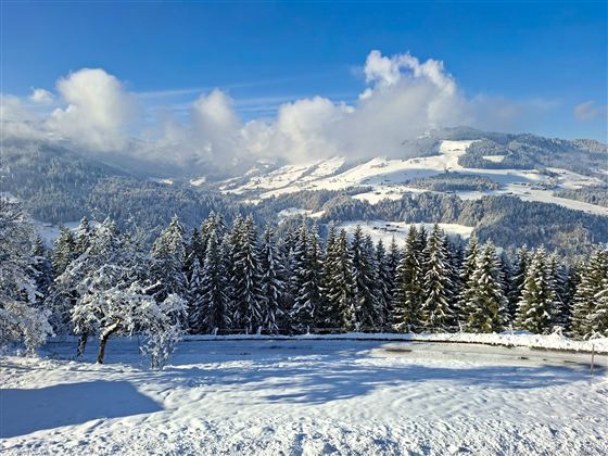 Eine winterliche Landschaft mit schneebedeckten Bäumen und sanften Hügeln. Der Himmel ist klar und blau, mit wenigen Wolken.