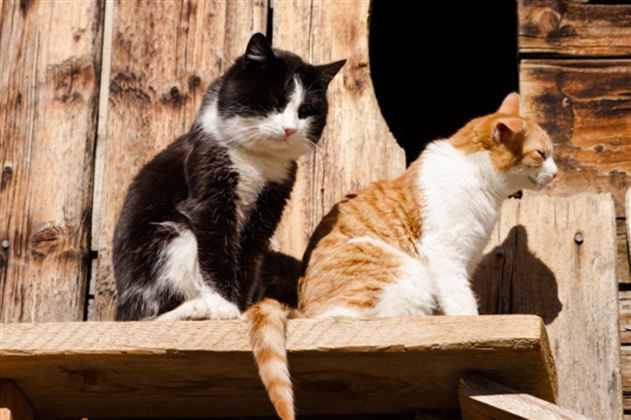 Zwei Katzen sitzen auf einem Holzbrett vor einer Wand aus Holz. Eine Katze ist schwarz-weiß und die andere ist orange-weiß.