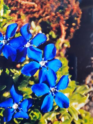 Aufnahme mit Filter 15