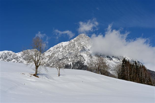 Ein schneebedeckter Berg mit einem klaren blauen Himmel und wenigen Wolken. Im Vordergrund sind kahle Bäume und Wälder zu sehen.