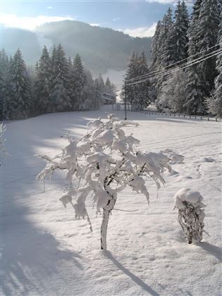 A snowy landscape with a tree and a bush, both covered with a thick layer of snow. In the background, tall firs and gentle hills can be seen.