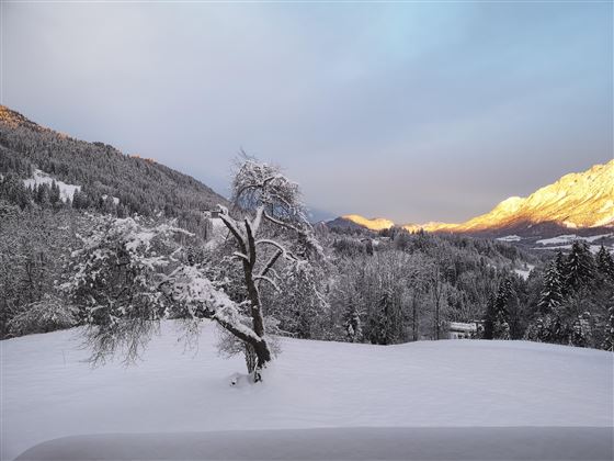 A snowy winter landscape with a single tree in the foreground. In the background, wooded mountains rise under a bright sky.