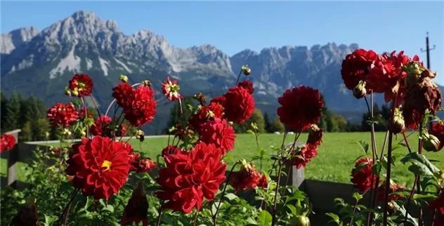 Aussicht Wilder Kaiser