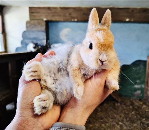 Babyhase Kleintierstall