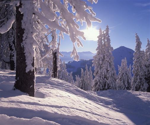 Eine winterliche Landschaft mit schneebedeckten Bäumen und einem klaren blauen Himmel. Die Sonne strahlt über die verschneiten Hügel.