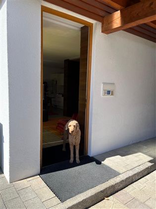 Een hond staat bij de open voordeur en kijkt naar buiten. De ingang is licht en modern ingericht.