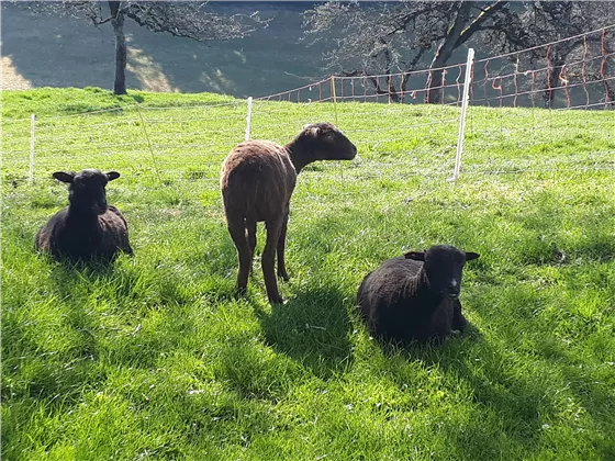 Berta, Flecky und Bibi