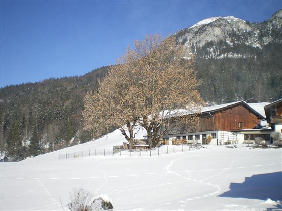 Eine verschneite Landschaft mit einem großen Baum und traditionellen Holzhäusern. Im Hintergrund sind Berge unter einem klaren Himmel zu sehen.