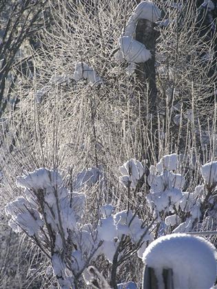 Eine winterliche Landschaft mit schneebedeckten Bäumen und Sträuchern. Das Licht glitzert auf dem Schnee und schafft eine ruhige Atmosphäre.