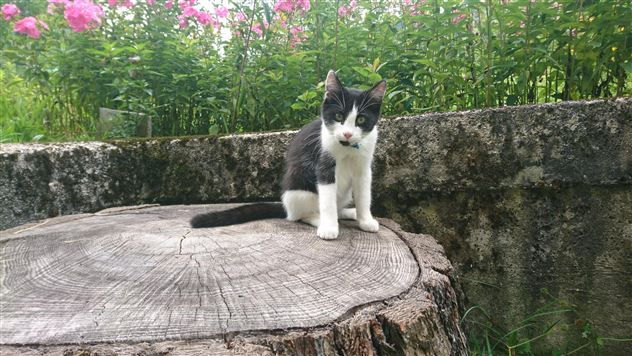 Een zwarte en witte kat zit op een boomstronk. Op de achtergrond zijn kleurrijke bloemen te zien.