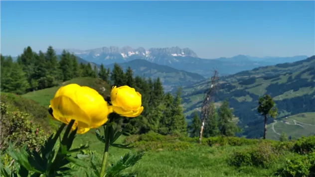 Blick Richtung Kaisergebirge