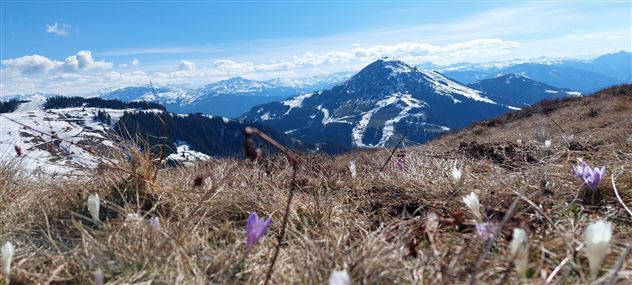 Blick vom Brandstadl auf die Hohe Salve