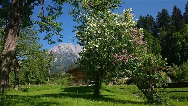 Een schilderachtig landschap met bloeiende bomen en een groene grasmat. Op de achtergrond rijst een majestueuze berg op onder een heldere, blauwe lucht.
