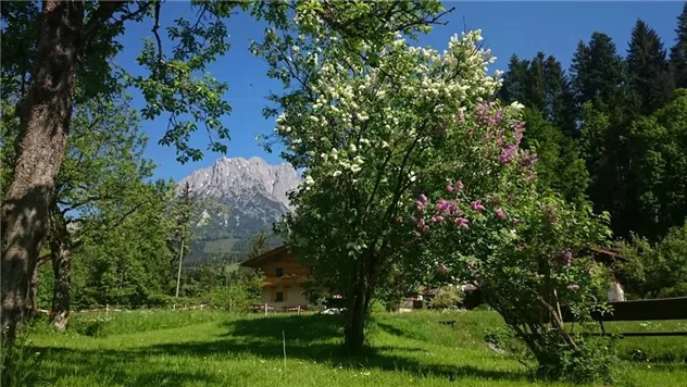 Blick zu Wilden Kaiser