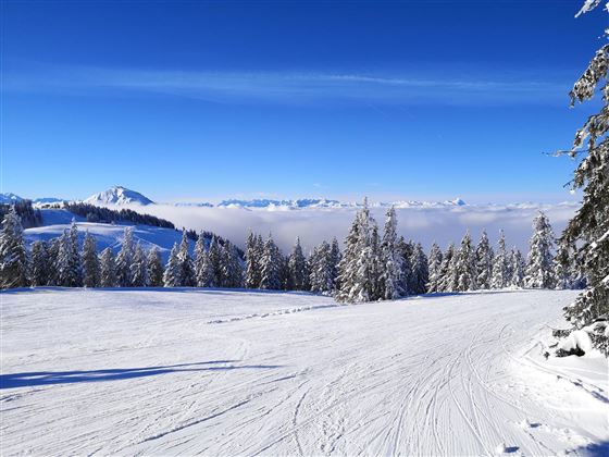 Eine verschneite Landschaft mit hohen Tannen und einem klaren blauen Himmel. Im Hintergrund sind die Berge sichtbar, umgeben von einer Wolkendecke.