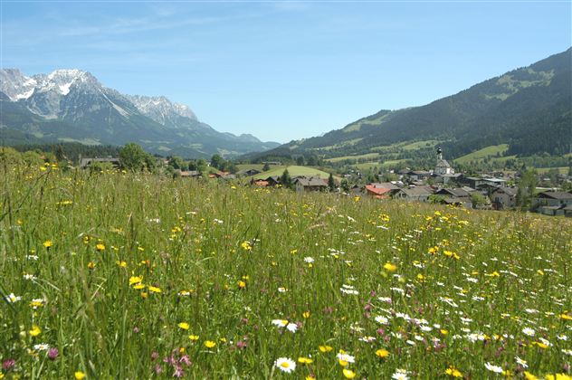 A blooming meadow with colorful flowers and green grass. In the background, mountains and a small village are visible.
