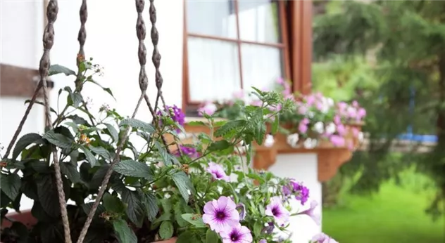 Blumen auf Balkon