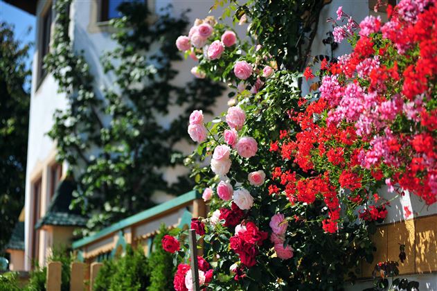 Blumen_Detail Haus außen