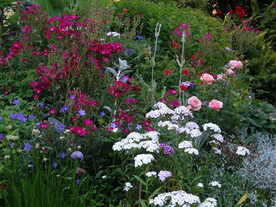 Blumenmeer