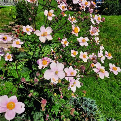 Blumenpracht