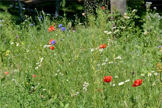 Blumenwiese