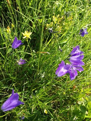 Blumenwiese 1