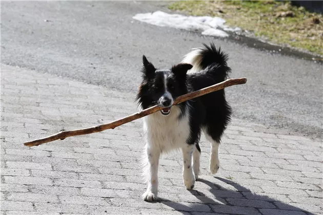 Bordercollie-Hündin Bella