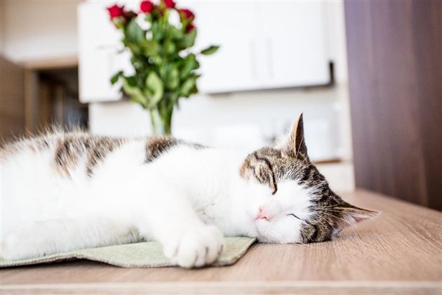A sweet cat is sleeping peacefully on a table. In the background, fresh red roses are in a vase.
