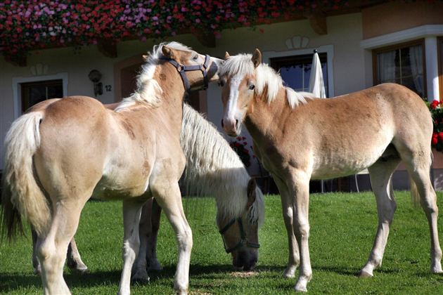 Three horses are standing on a green meadow. Two of them seem to greet each other, while the third horse is standing in the background.