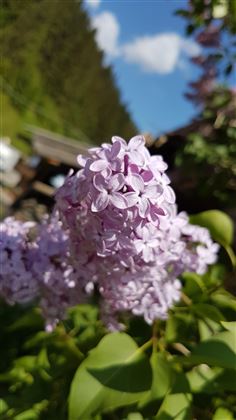 (C) Vordermitterast Apartments | Bauerngarten