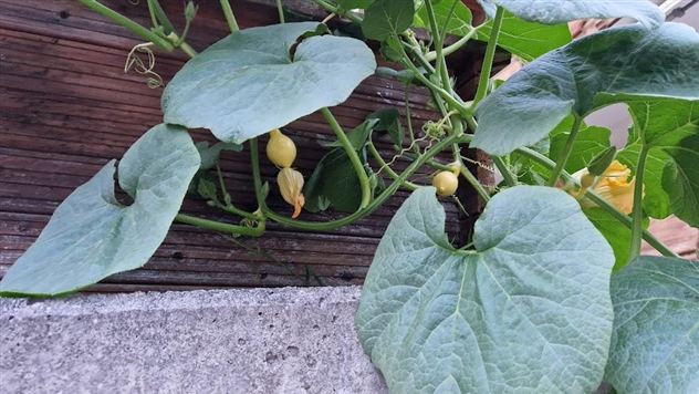 Een plant met grote groene bladeren groeit tegen een muur. Er zijn kleine gele bloemen en vruchten die zich ontwikkelen.