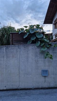 Een betonnen muur met grote groene bladeren en een houten structuur erboven. De lucht is bewolkt en er is avondlicht te zien.