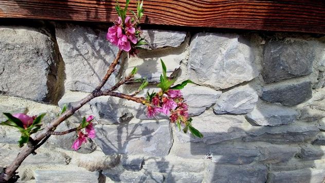 Een tak met roze bloesems voor een stenen muur. De bloesems geven de afbeelding een frisse, lentachtige sfeer.