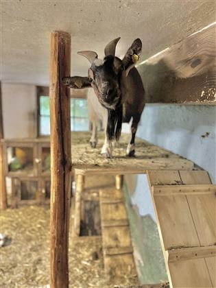Christine im Kleintierstall