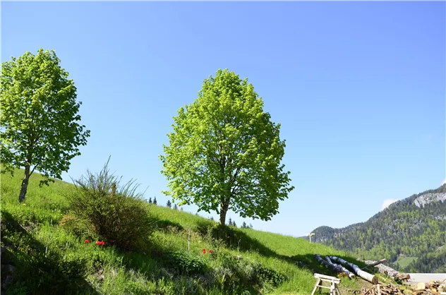 der Lindenbaum spendet Schatten im Sommer