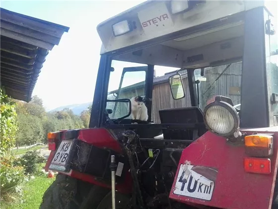 die Katze auf dem Traktor