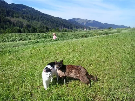 die Katzen