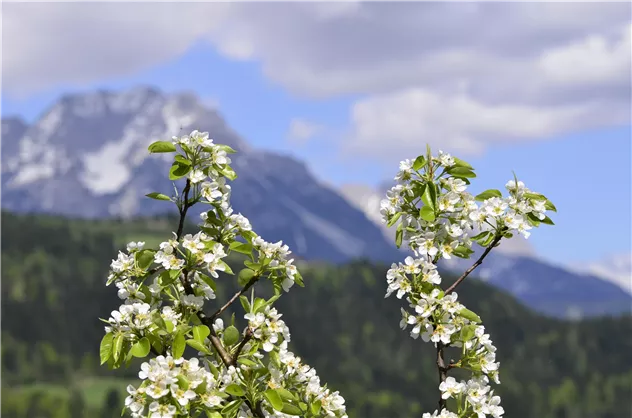 die Obstblüte im Frühling