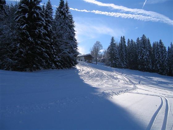 A snowy landscape with tall pine trees and a clear sky in the background. Ski tracks lead through the fresh snow to a small house.