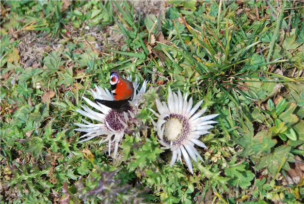 Edeldistel