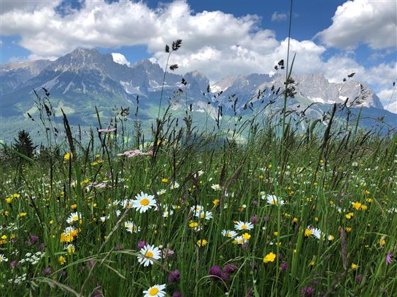 Ellmau Wilder Kaiser Appartements Pension STEINER 