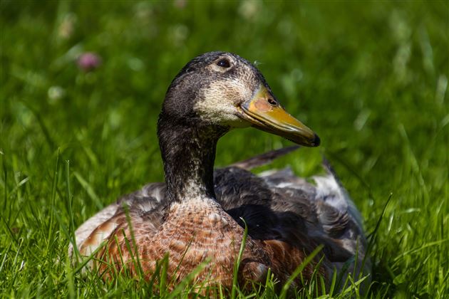 Ente Traudi