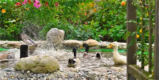 enten im teich