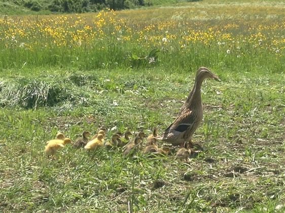 Entenfamilie auf der Nachbarwiese