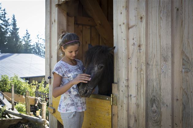 Flecklhof Pony