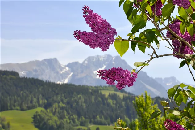 Fliederstrauch und Wilder Kaiser