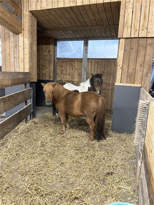 Flocky und Daisy (kein Reiten)